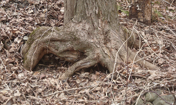 LIVE TREE ROOTS